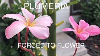 PLUMERIA HOW TO FORCE BLOOMING [upl. by Nytsrik568]