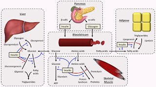 Insulin Types and How to Use Them  TheNurseNinja [upl. by Akihsay]