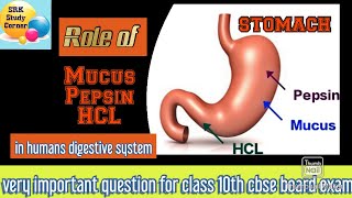 Role of Mucus HCl and pepsin in stomach in humans digestive system [upl. by Quarta]