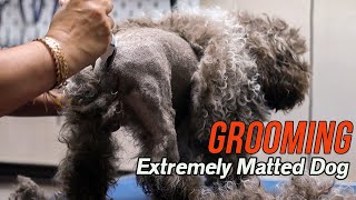 Grooming an EXTREMELY matted dog [upl. by Lynde741]