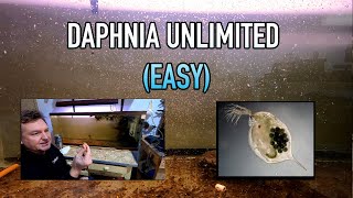 How I Raise Daphnia Water Fleas And You Can Too [upl. by Htehpaj]