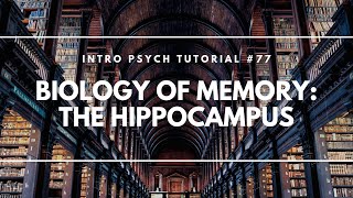 The Brains Hippocampus  its location and function explained by Psychology Professor Bruce Hinrichs [upl. by Yrtnahc699]