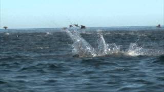 Manta Rays Jumping [upl. by Isaacs]