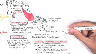 Anatomy  Middle Ear [upl. by Lemire]