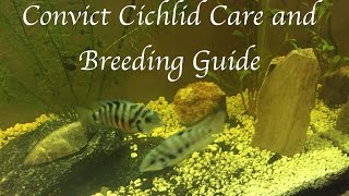 Convict Cichlid Care and Breeding Guide [upl. by Seraphim764]