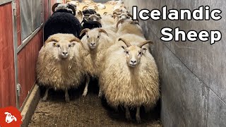 Shearing sheep in ICELAND  Day 1 [upl. by Airamat]