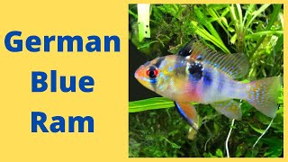 German Blue Ram Care Guide [upl. by Aroled]