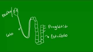 Classe Cestoda dos Platelmintos  Zoologia  Biologia [upl. by Weasner]