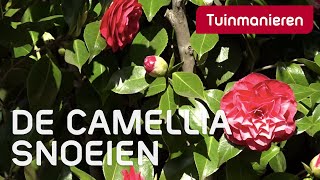 De Japanse roos of Camellia snoeien hoe doe je dat  Tuinmanieren [upl. by Anaxor]