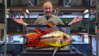 How to Breed Apistogramma Cichlids [upl. by Denton70]