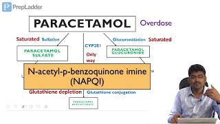 Paracetamol toxicity  Biochemical Basis  Lecture [upl. by Vidda577]