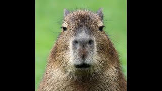 Ok I Pull Up Capybara [upl. by Leese]