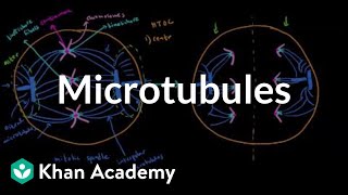 Microtubules  Cells  MCAT  Khan Academy [upl. by Wynn]