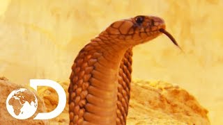 The Most Deadly Snake Of The Egyptian Desert  Wildest Middle East [upl. by Oniratac323]