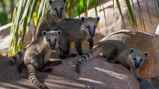 Cute Coati Siblings Explore New Habitat [upl. by Kylie883]