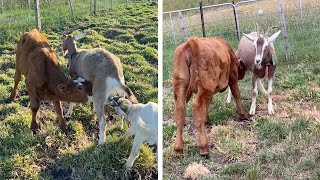 Cow Feeds Milk From Adopted Goat Mother [upl. by Ahsiakal347]