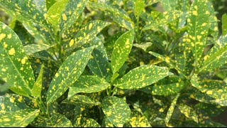 Propogating Crotons from Cuttings  Special Look at the Gold Dust Croton [upl. by Laikeze885]