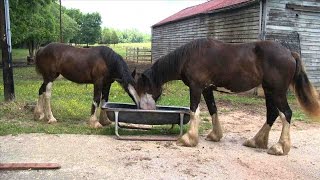 Farmer George Meets the Shire Horse [upl. by Malamud]