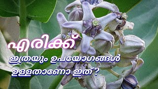 എരുക്ക്ഇത്രയും ഉപയോഗങ്ങൾ ഉണ്ടോquotCalotropis gigantea plantquot [upl. by Kevon]