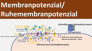 Membranpotential  Ruhepotential  Ruhemembranpotential Biologie Neurobiologie Oberstufe [upl. by Julius]