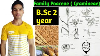 Family Poaceae Gramineae Floral characters daigram formula and Economic importance BSc 2 year [upl. by Triplett]