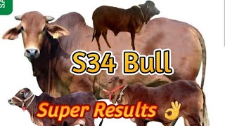 S34 Sahiwal Bull 🔥 Super Results [upl. by Normac]