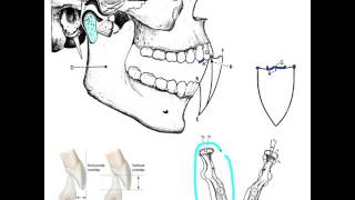 Occlusion Part 2 [upl. by Clapp]