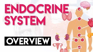 The Endocrine System Overview Animation [upl. by Balliol]