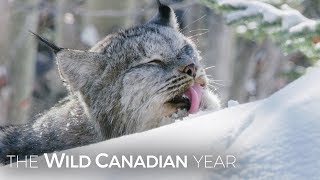 A Wild Canadian Lynx And A Cameraman Develop An Amazing Relationship  Wild Canadian Year [upl. by Lemrej]