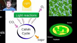 Photosynthesis and Respiration [upl. by Ewold]