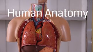 Basic Human Anatomy for Beginners [upl. by Ydnam]