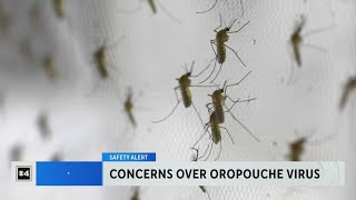 Concerns over oropouche virus [upl. by Alverson]