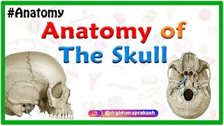 Anatomy of the Skull Norma basalis  Anterior part  Middle part and Posterior part [upl. by Athalee861]