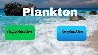 Difference between Zooplankton and Phytoplankton [upl. by Kcolttam]