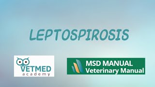 Leptospirosis [upl. by Anilrac776]