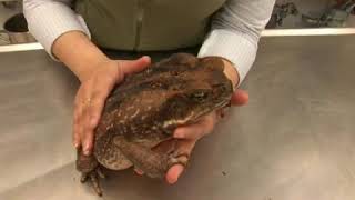 Cane Toad Facts [upl. by Yesor949]