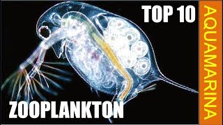 Top 10 types of zooplankton  zooplankton varieties [upl. by Nemraciram306]