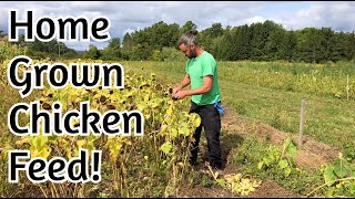 Chicken Feed  Home Grown Sunflower and Millet [upl. by Baptista]