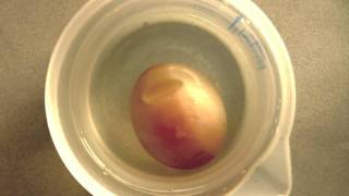 Osmosis demonstration with a raw egg [upl. by Znieh]