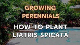 How to Plant Liatris Spicata [upl. by Ayin]