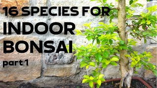 16 Tree Species for Indoor Bonsai Part 1 [upl. by Didi]