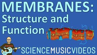 Cell Membrane Structure and Function [upl. by Lombard452]