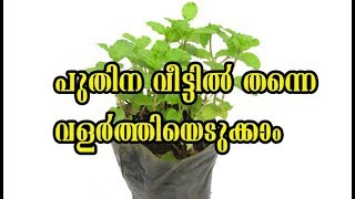 How to grow Pudina in Malayalam  How to grow a mint plants easily at home [upl. by Alrats852]