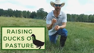 Raising Ducks on Pasture at Harvest Hills Ranch [upl. by Girvin172]