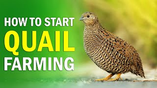 QUAIL FARMING  All you need to know about Quail Bird Farming  How to Start Quail Farming Business [upl. by Syned258]