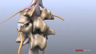 Lumbar Spine Anatomy [upl. by Ardnassela]