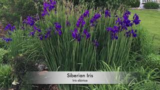 Siberian Iris Spring Clean Up [upl. by Suoirrad]