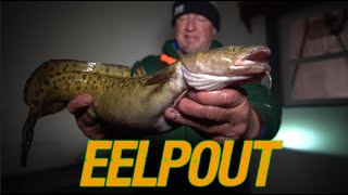 Ice Fishing Spawning Eelpout CatchCleanCook [upl. by Dot]