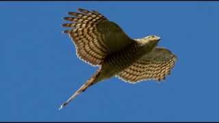 Sparrowhawk Bird Call Bird Song [upl. by Sucramal385]