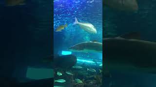 Ripleys Aquarium Toronto [upl. by Ocsicnarf360]